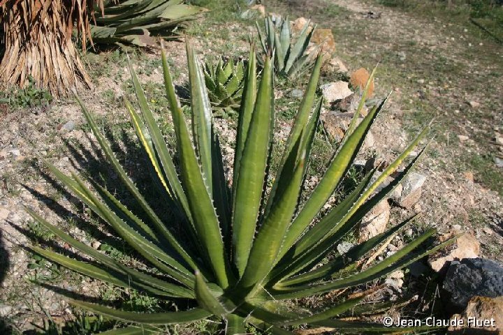 Agave lophanta poselgeri ©JC Fluet